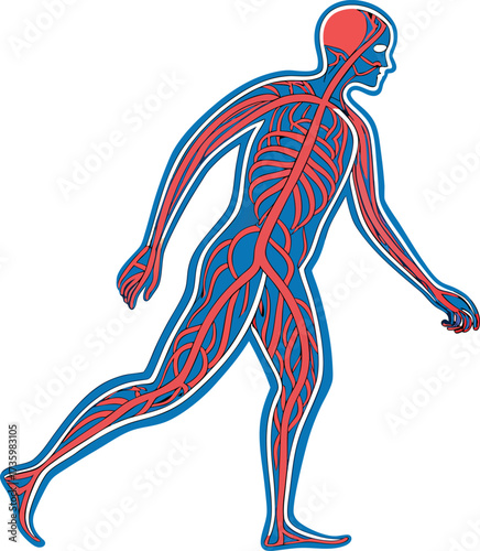 Detailed human vascular system anatomy diagram for medical education, scientific research, and healthcare presentations about circulatory health and wellness