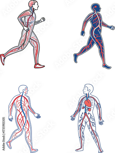 Dynamic anatomical illustration of human circulatory system in motion for medical education and healthcare advertising, showcasing blood flow and vitality