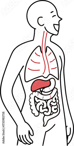 Human digestive system diagram illustration for medical education or healthcare concept, showing internal organs health, originally a scalable vector graphic