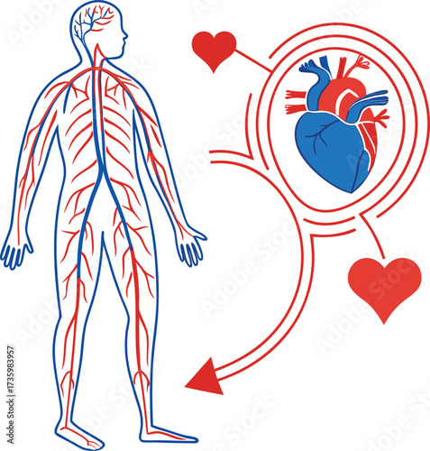 Exploring the vital human circulatory system featuring the heart and intricate blood vessels for medical education and health awareness.