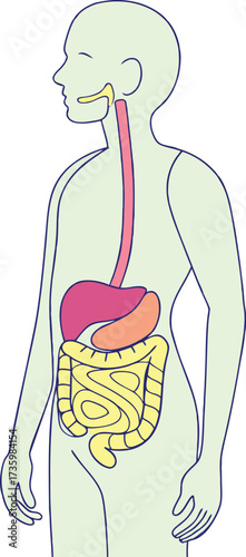Clear human digestive system illustration outlining essential internal organs stomach, liver, and intestines for medical education and health content.
