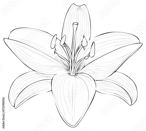 Lily Blossom Monochrome Outline Floral Art Design Element