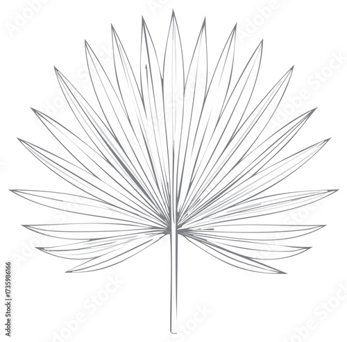 Simple Hand Drawn Fan Palm Leaf Silhouette Line Art