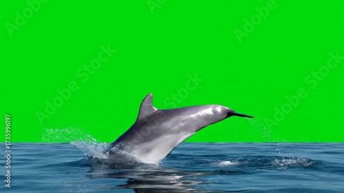 Isolated Dolphin Leaping Out of the Water with Green Screen Background