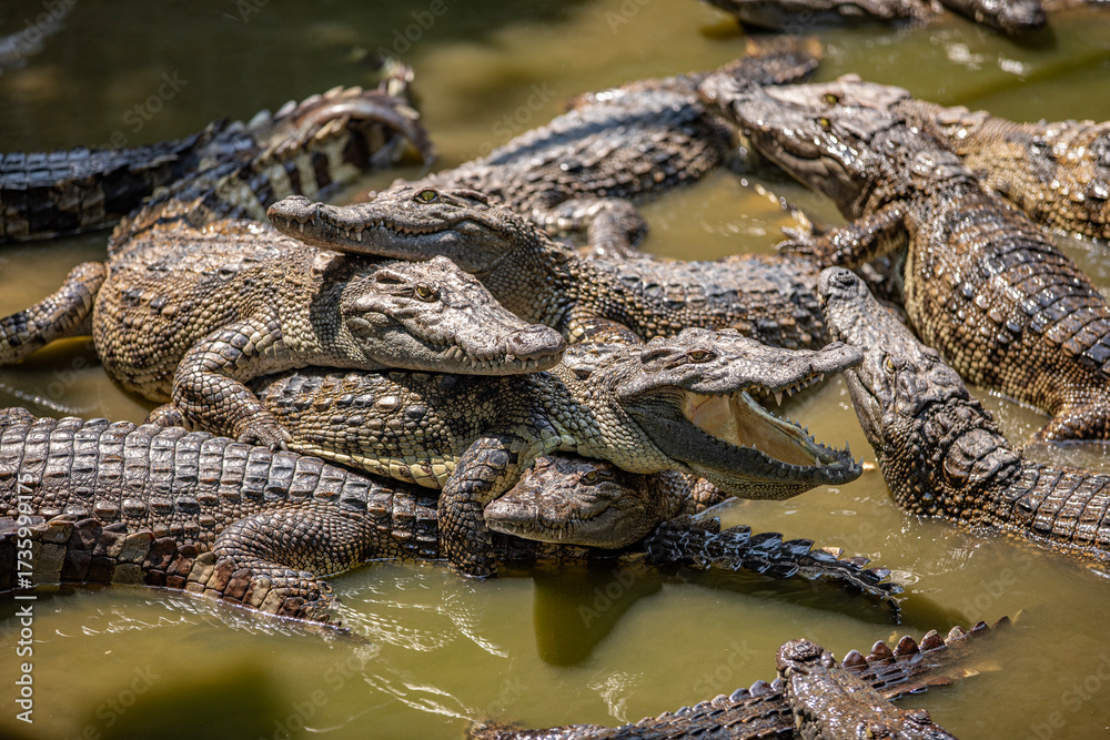 Obraz premium Group of Crocodiles Resting in Water