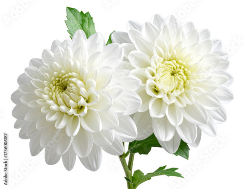 Wallpaper Mural Elegant White Chrysanthemum Blooms with Fresh Green Leaves PNG Torontodigital.ca