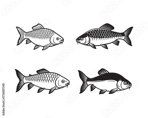 Four detailed hand drawn illustrations of different types of carp fish in a vintage sketch style on a white background