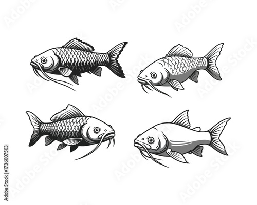 Four detailed hand drawn illustrations of koi fish in a classic sketch style showcasing their distinctive fins and barbels