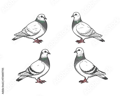 Four detailed hand drawn illustrations of pigeons in a sketch style on a white background showcasing their distinct features and poses