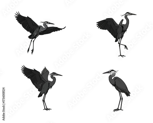 Four silhouette poses of a great blue heron in flight and standing isolated on a white background