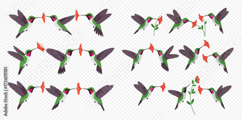 Illustrations of hummingbirds feeding on nectar from red flowers.