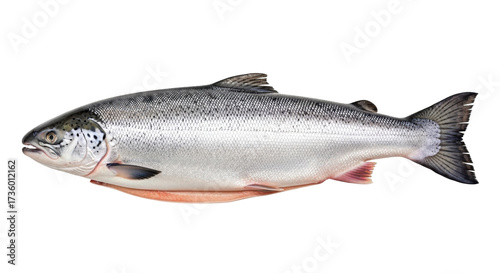 Isolated Pacific salmon fish for sale, a common commercial fish with nutritional values