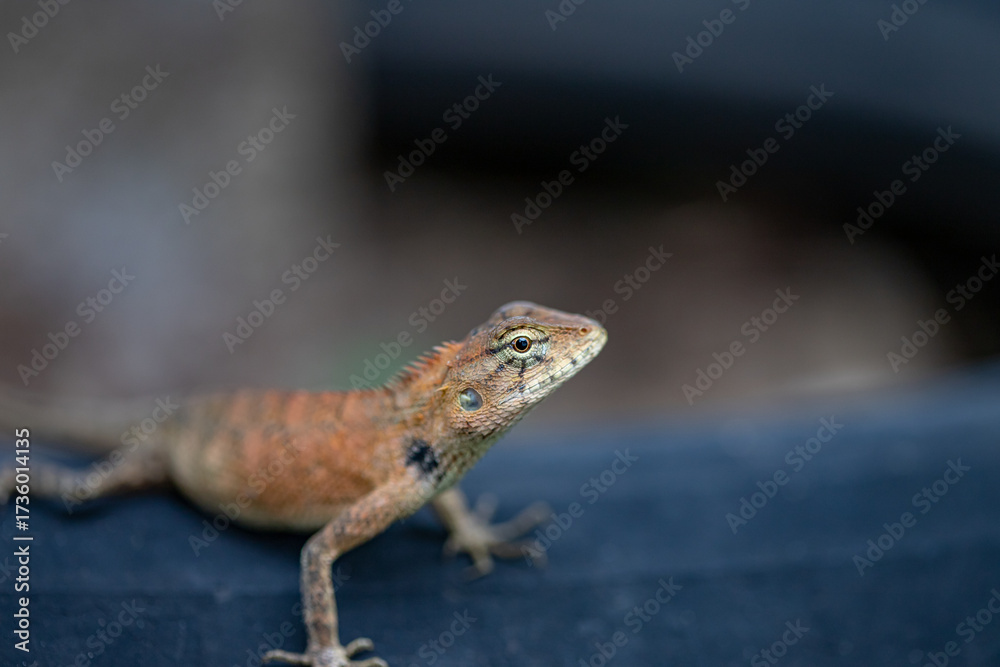 Naklejka premium A cute little lizard looks at me with clear eyes.