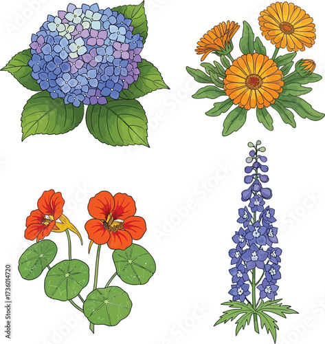 Collection of four garden flowers including hydrangea, calendula, nasturtium, and delphinium