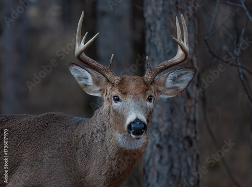 White-tailed deer buck walking through the forest during the autumn rut in Canada