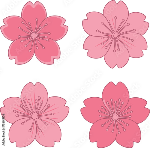 Four pink cherry blossoms with delicate petals and detailed stamens