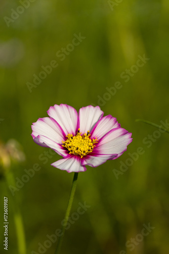 Pink cosmos flower in the garden.