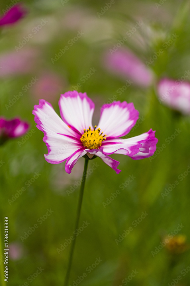 Fototapeta premium Pink cosmos flower in the garden.