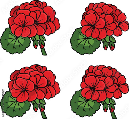 Four red geranium flowers with green leaves in a hand-drawn botanical illustration