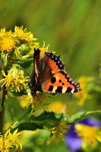 Kleiner Fuchs (Aglais urticae) Schmeterling, vertikal