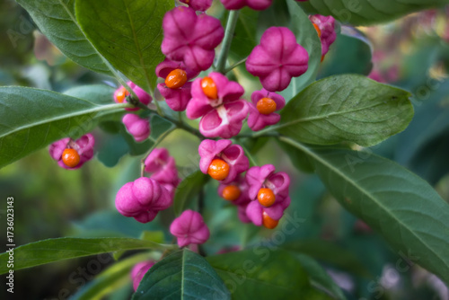 Euonymus europaeus, the spindle, European spindle, or common spindle beautiful floral pink and green autumn background. Fruits of the European spindle tree. Branches with ripening and open fruits
