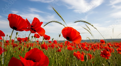 poppy field with blue sky