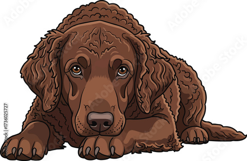 curly coated retriever dog lying down facing front cute illustration