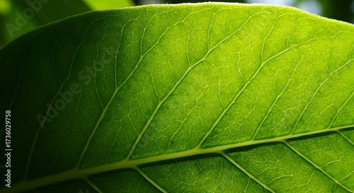 Veins of a Leaf