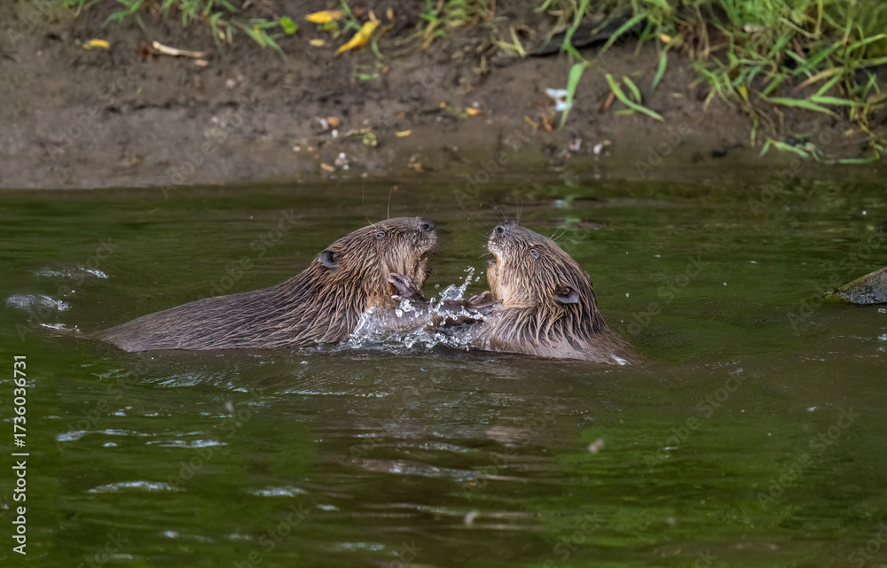 Fototapeta premium Beavers wrestling in a river