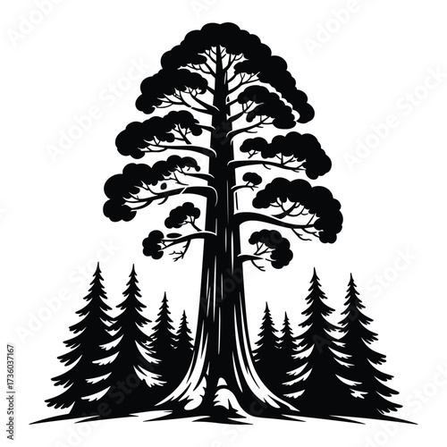 Silhouette of a large redwood tree surrounded by smaller pine trees in a forest setting giant tree sequoia