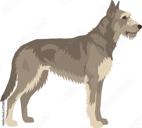 Simple Style Detailed Irish Wolfhound Side View Illustration Animal Breed