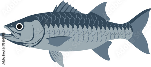 Flat Illustration Detailed Tarpon Fish Aquatic Wildlife Marine Animal