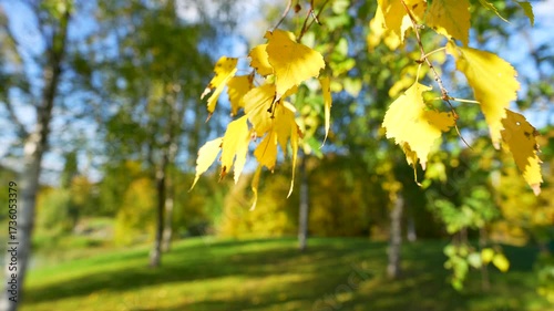 yellow birch leaves in the wind
