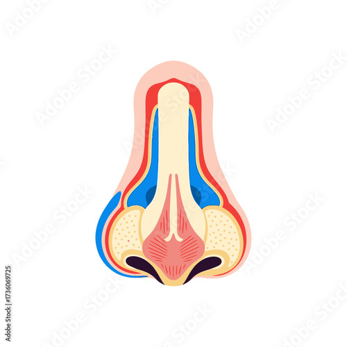 Detailed anatomical illustration of the human nose, showcasing internal structures and layers