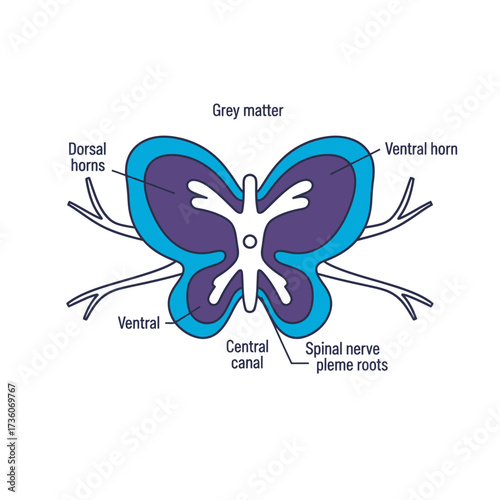 Anatomical Illustration of Spinal Cord Butterfly Shape