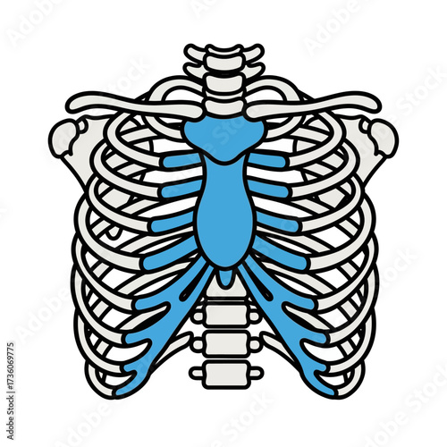 Anatomical Illustration of the Human Rib Cage Highlighting the Sternum and Ribs