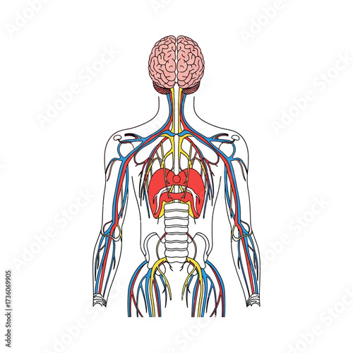 Anatomical Diagram of the Human Circulatory and Nervous System