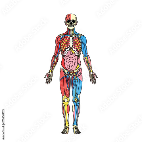 Comprehensive human anatomy vector illustration displaying the skeletal, muscular, and internal organ systems for medical and educational purposes