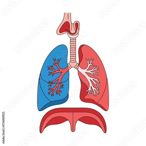 Medical schematic of the human respiratory organs, including the lungs, trachea, and diaphragm, presented as a clear vector illustration