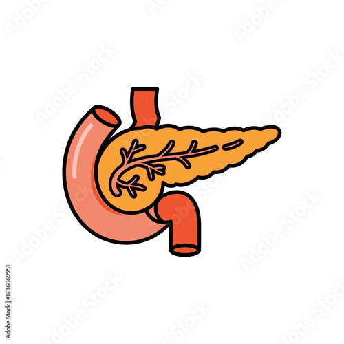 Medical Illustration of the Human Pancreas Anatomy and Digestive System Organs