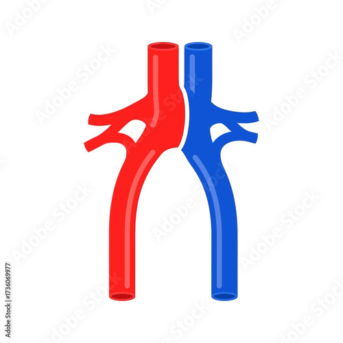 Anatomical vector illustration of a red artery and a blue vein, symbolizing the human circulatory system and blood flow