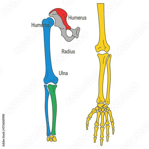 Human Arm Anatomy Detailed Illustration of Bones and Structure