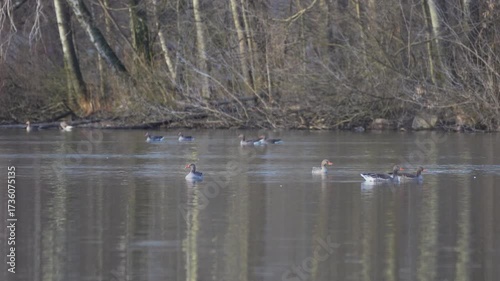 wild geese on the lake in spring