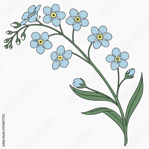 Delicate illustration of a blooming branch of light blue forget me not flowers with green leaves and buds