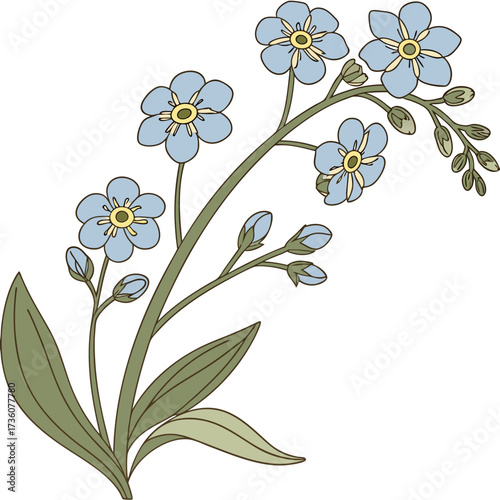 Delicate illustration of a sprig of light blue forget me not flowers with green leaves and buds on a white background