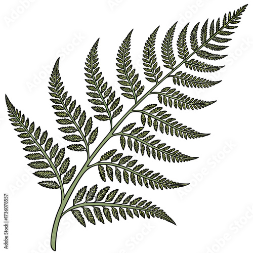 Illustration of a delicate green fern frond with intricate leaves and a white background