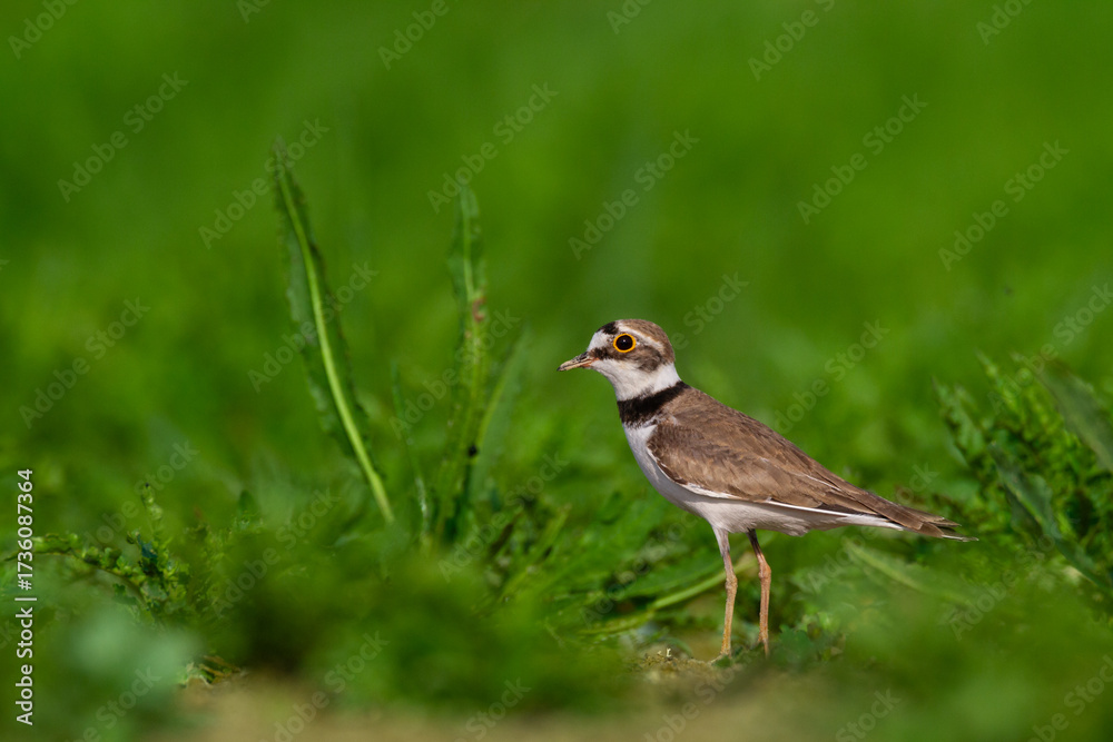 Fototapeta premium Shorebird Charadrius dubius, Little Ringed Plover on blurred background summer time Poland Europe