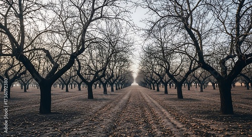 A serene, winter orchard