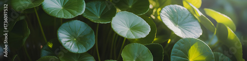 LinkedIn Banner for Professional Profiles