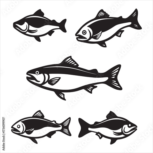 A Nutritious Anadromous Salmon Fish, a Wild Caught Marine Delicacy Prized for Omega3 Pink Flesh, Famous for Spawning River Migration